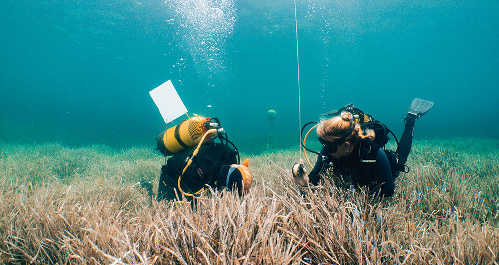 2 Taucher tauchen am Meeresgrund im Meer